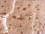 RPS3A Antibody in Immunohistochemistry (Paraffin) (IHC (P))