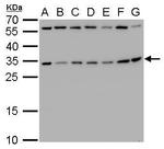 RPS3A Antibody in Western Blot (WB)