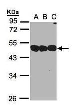 NSFL1C Antibody in Western Blot (WB)