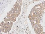 MSTO1 Polyclonal Antibody