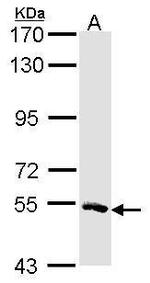 MSTO1 Antibody in Western Blot (WB)