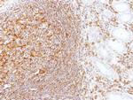 LBP Polyclonal Antibody