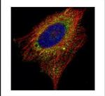 EMAP II Polyclonal Antibody