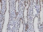 NANS Antibody in Immunohistochemistry (Paraffin) (IHC (P))
