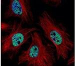 CMAS Antibody in Immunocytochemistry (ICC/IF)