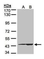 CMAS Antibody in Western Blot (WB)