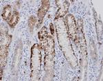 ETNPPL Isoform 1 Antibody in Immunohistochemistry (Paraffin) (IHC (P))