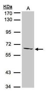 ETNPPL Isoform 1 Antibody in Western Blot (WB)