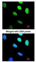 BRE Polyclonal Antibody
