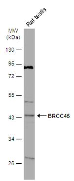BRE Antibody in Western Blot (WB)