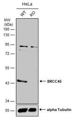 BRE Antibody in Western Blot (WB)