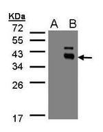 PPM1K Antibody in Western Blot (WB)