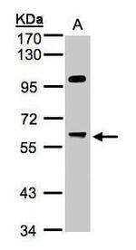 PPP1R16A Antibody in Western Blot (WB)