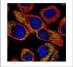 NCS1 Polyclonal Antibody
