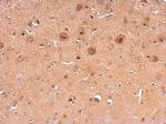 NCS1 Antibody in Immunohistochemistry (Paraffin) (IHC (P))