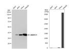 AKR1C1 Antibody in Western Blot (WB)