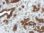 GLRA2 Polyclonal Antibody