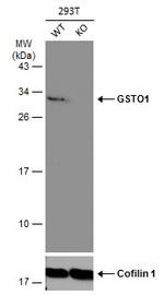 GST Omega 1 140A Antibody in Western Blot (WB)