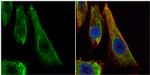 Bcl-X Polyclonal Antibody