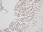 Interferon alpha-8 Polyclonal Antibody