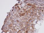 GPX7 Antibody in Immunohistochemistry (Paraffin) (IHC (P))