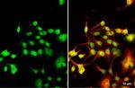 Nkx2.5 Antibody in Immunocytochemistry (ICC/IF)