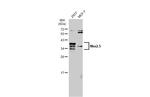 Nkx2.5 Antibody in Western Blot (WB)