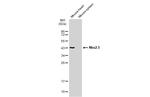 Nkx2.5 Antibody in Western Blot (WB)