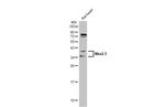 Nkx2.5 Antibody in Western Blot (WB)