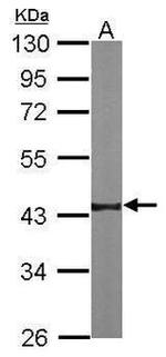 Nkx2.5 Antibody in Western Blot (WB)