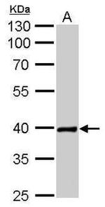Nkx2.5 Antibody in Western Blot (WB)