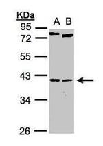 Nkx2.5 Antibody in Western Blot (WB)