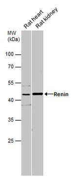 Renin Antibody in Western Blot (WB)