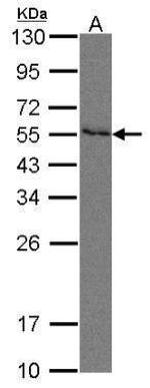 Nectin 2 Polyclonal Antibody