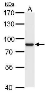 RSK1 Antibody in Western Blot (WB)