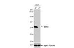MDH2 Antibody in Western Blot (WB)