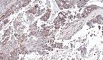 GNAS Antibody in Immunohistochemistry (Paraffin) (IHC (P))