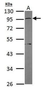 GNAS Antibody in Western Blot (WB)