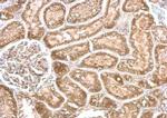 CYP24A1 Antibody in Immunohistochemistry (Paraffin) (IHC (P))
