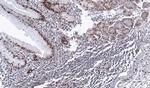 DDX39 Antibody in Immunohistochemistry (Paraffin) (IHC (P))