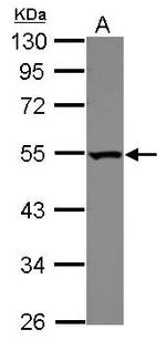 DDX39 Antibody in Western Blot (WB)