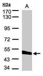 CPVL Antibody in Western Blot (WB)
