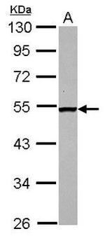 DGAT2 Antibody in Western Blot (WB)