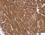 MINPP1 Polyclonal Antibody