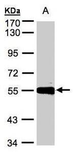 Carboxypeptidase M Polyclonal Antibody