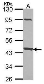CCDC83 Antibody in Western Blot (WB)