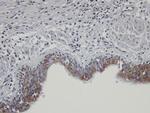 SHKBP1 Polyclonal Antibody