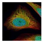 FLII Polyclonal Antibody