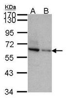 TOM1L2 Polyclonal Antibody