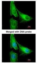 AGAP1 Antibody in Immunocytochemistry (ICC/IF)